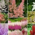 Najlepšie odrody astilbe: fotografie, mená, popisy